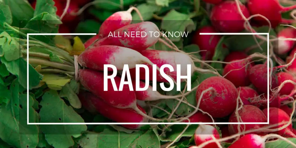 Grow Radish Page