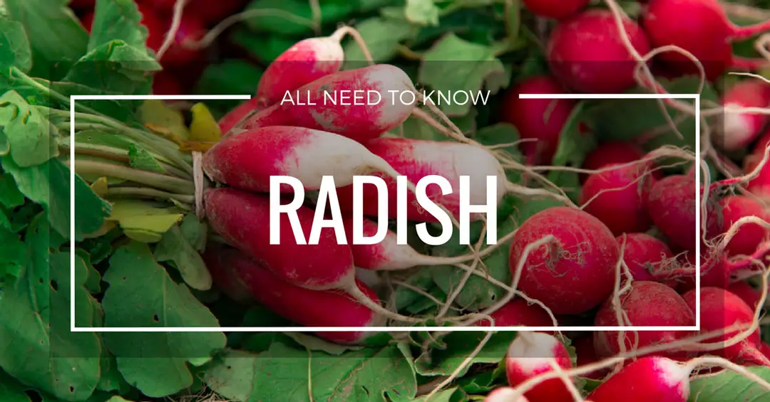 Grow Radish Page