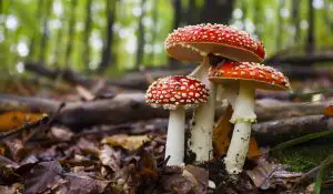 How to Distinguish Poisonous Mushrooms in Nature 001