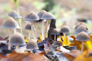 How to Distinguish Poisonous Mushrooms in Nature 002