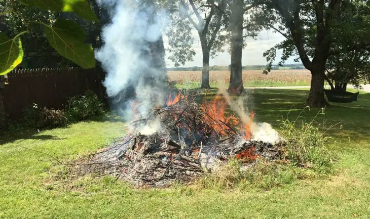 how to get rid of pokeweed - Slash and Burn