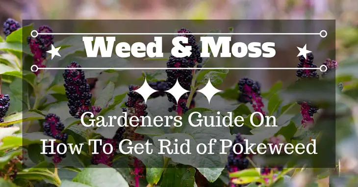 how to get rid of pokeweed