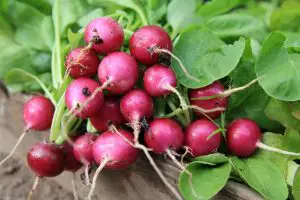 how to store radishes 001