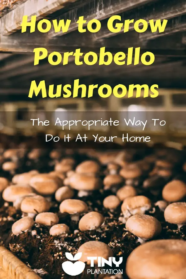 How to Grow Portobello Mushrooms - Pin it
