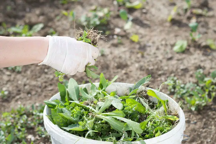 how to make compost from weeds - Wet Decomposing Method