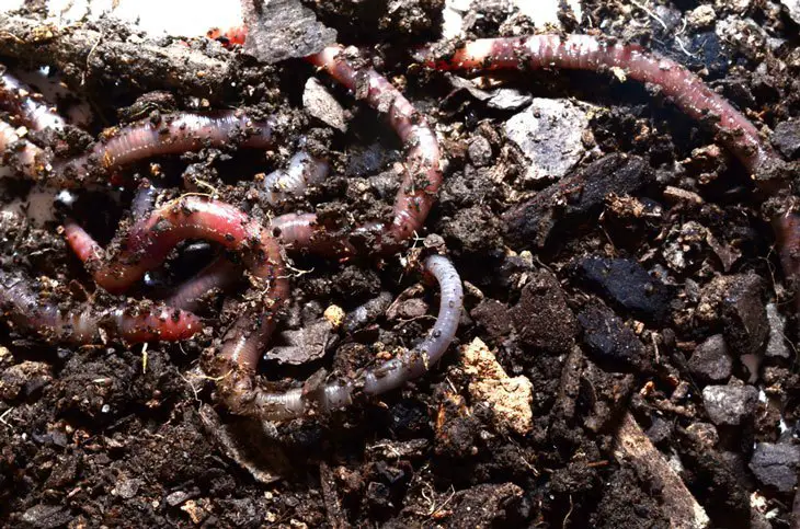how to make your own worm bins and castings - Harvesting Worm Castings