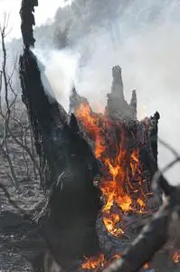 how to remove a tree stump - Burning and Uprooting Method
