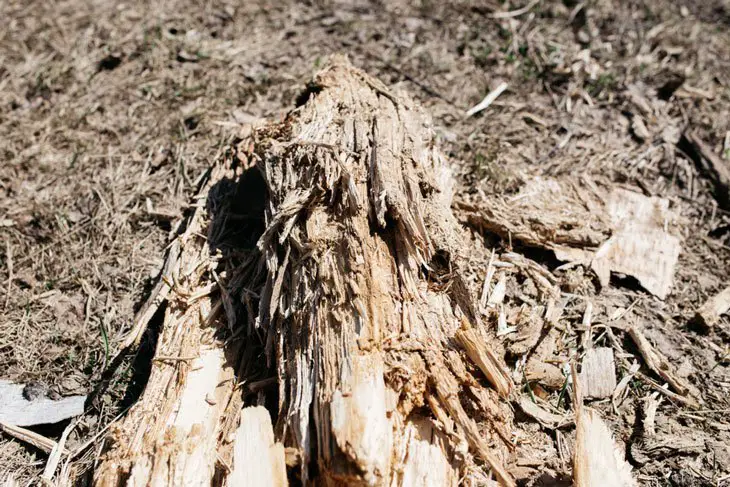 how to remove a tree stump - Killing and Uprooting Method