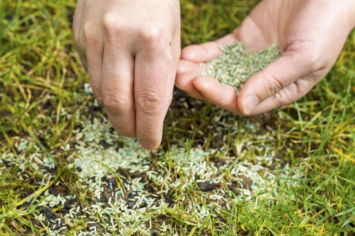 how to seed a lawn - Direct seeding method