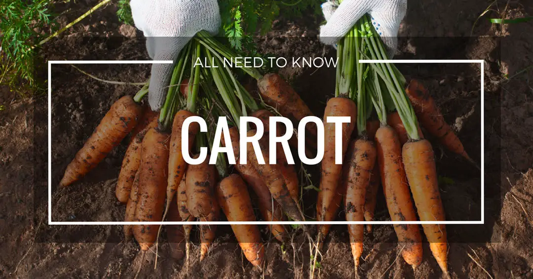 Grow Carrot Page