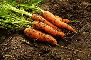 how long do carrots last 001