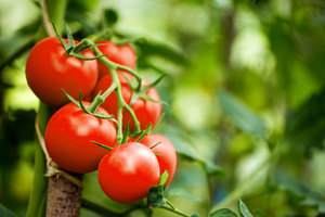how to grow tomatoes 001