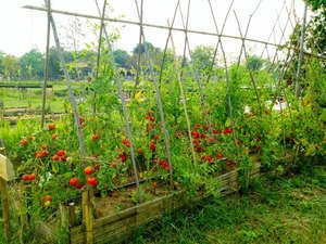how to grow tomatoes - Grow it in a Raised Bed