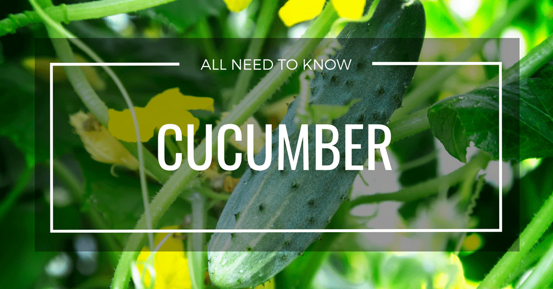 grow cucumber page
