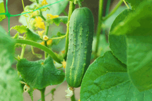 how to grow cucumbers vertically 001