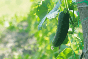 how to grow cucumbers vertically 005