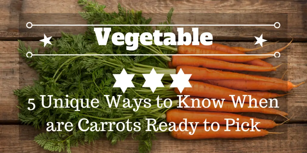 when are carrots ready to pick