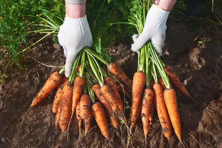 when are carrots ready to pick - Checking the Planting Season/ Planting Date
