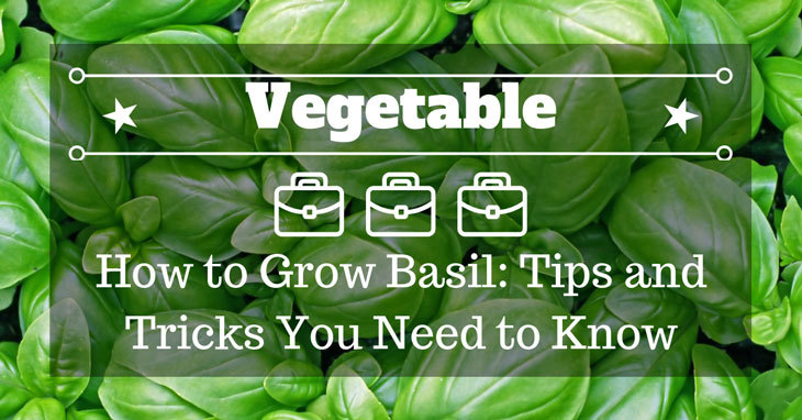 How to Grow Basil: Tips and Tricks You Need to Know